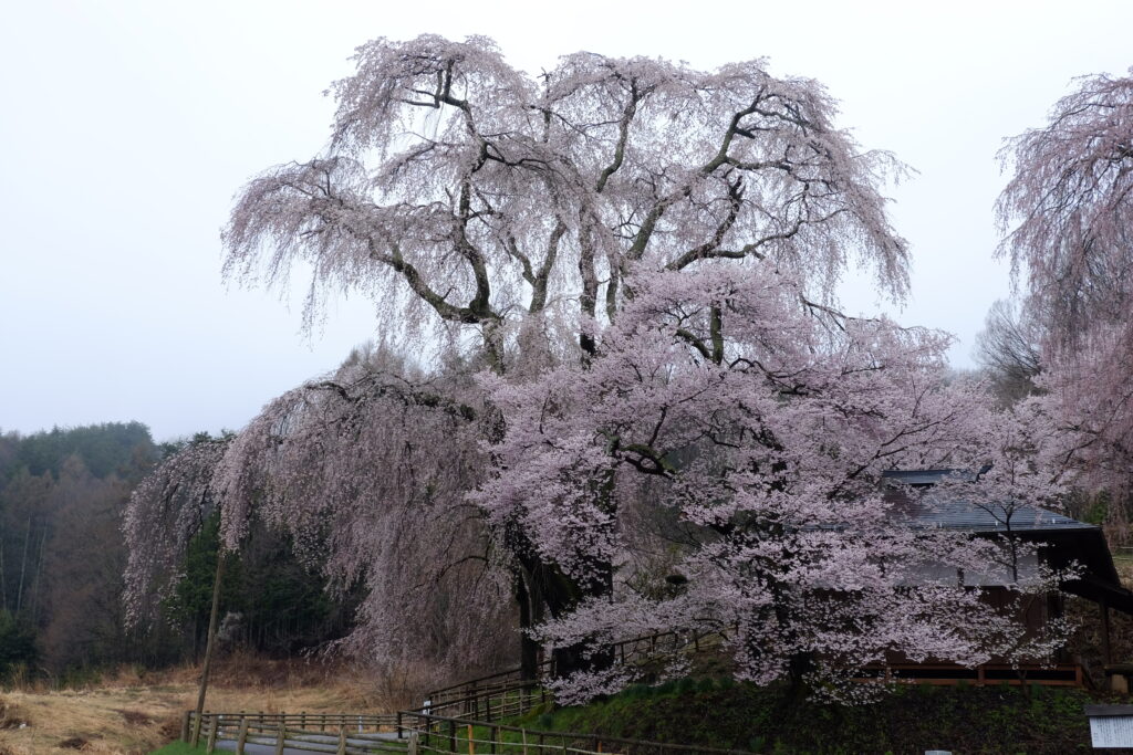 Il fronte dei fiori di ciliegio avanza verso Nord 🌸🗾 – JFF, Inc. Japanese  Cultural Tour Agency