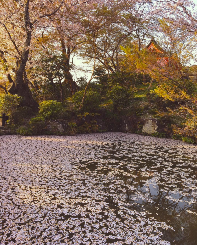 Hanaikada: cherry blossom petals fallen on water pond