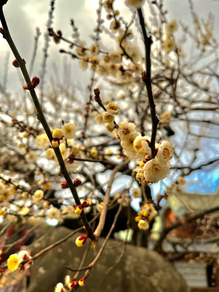 Plum blossom (8th Feb)