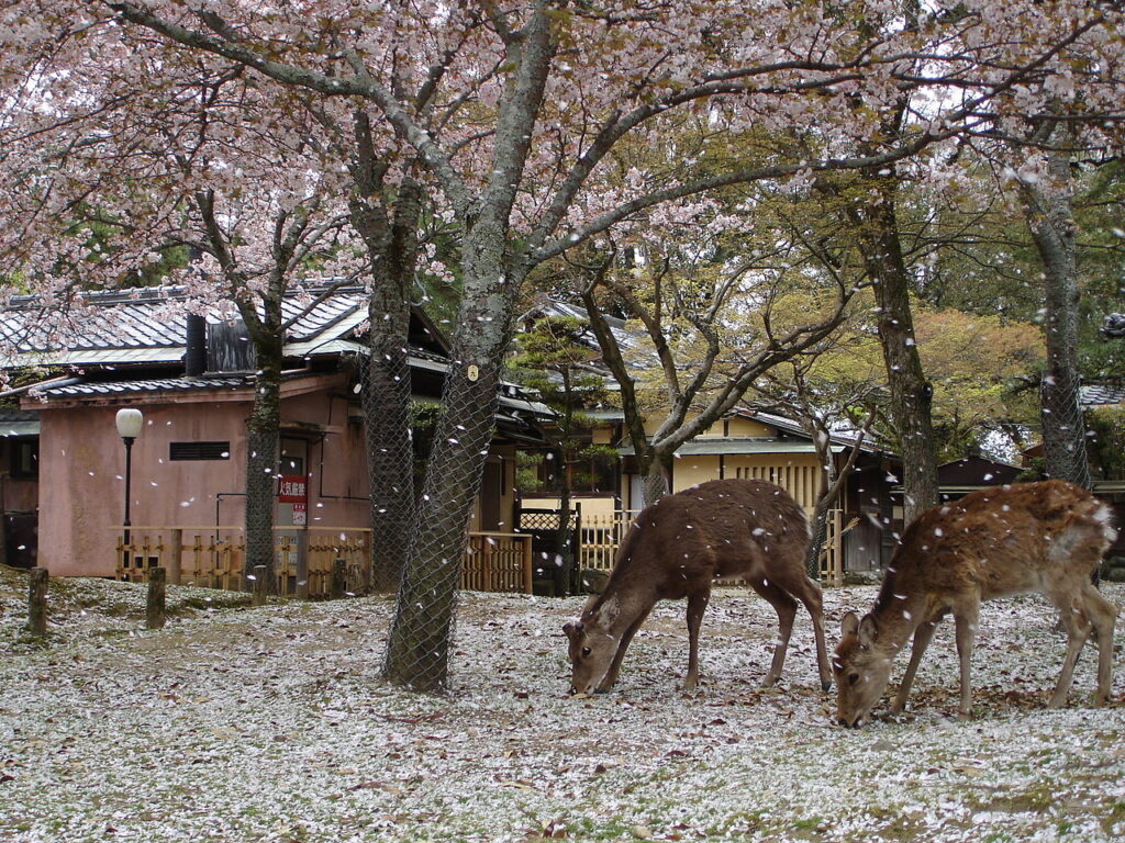 Shika deer under cherry blossom tree (Source: Wikipedia)