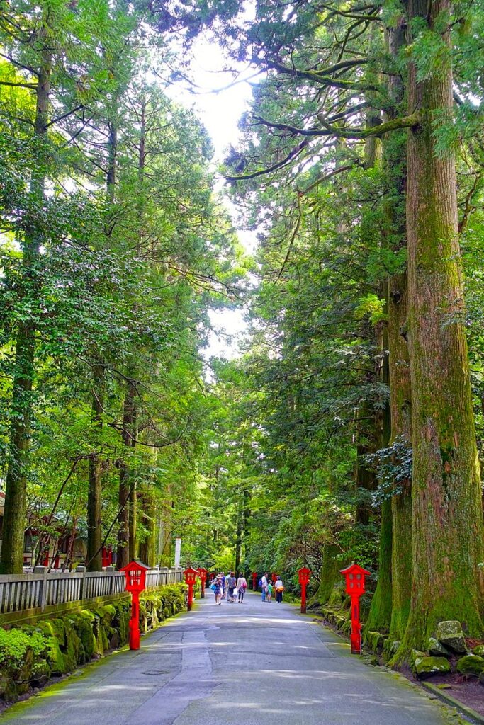 Cedar trees (Source: Wikipedia)